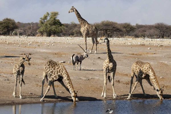 Namibia, Etosha NP Animals at a waterhole